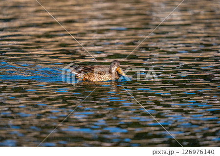 公園の池で羽を休めているハシビロガモ 126976140