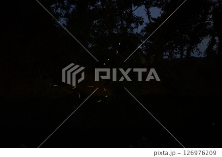 初夏に舞うゲンジボタル2 126976209