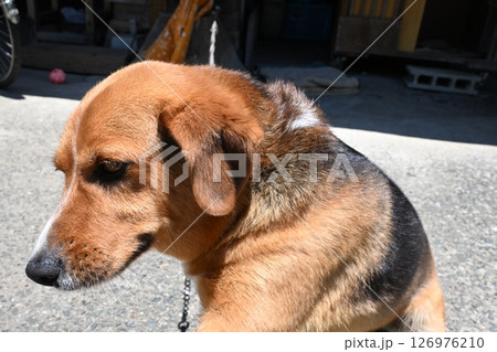 初夏の日差しの中のビーグル犬1 126976210