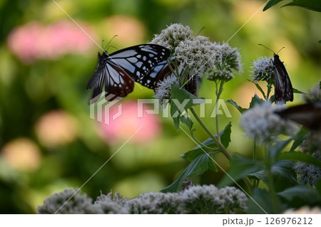 初夏の桃源郷に舞うアサギマダラ 126976212
