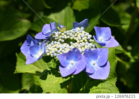 初夏の桃源郷のアジサイ3 126976215