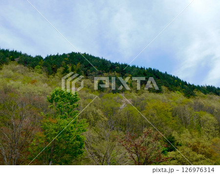 新緑の山 126976314