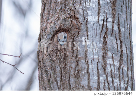 巣穴からひょっこり顔を出したエゾモモンガ 126976644