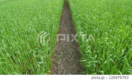 A Lush Green Field Accompanied by a Beautiful Pathway Flowing Through Fields of Crops A Lush Green Field Accompanied by a Beautiful Pathway Flowing Through Fields of Crops 126976763