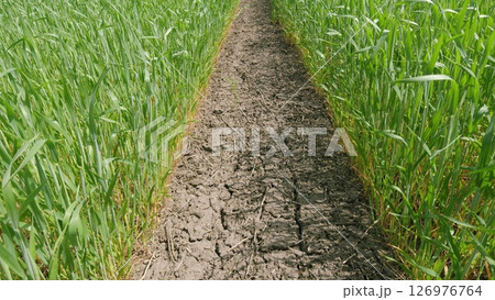 A Beautiful Pathway Winding Through A Lush Green Grain Field Abounding in Life and Color A Beautiful Pathway Winding Through A Lush Green Grain Field Abounding in Life and Color 126976764