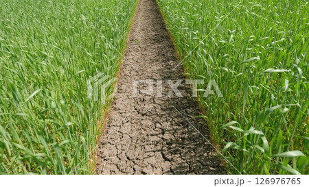 A Serene Path Winding Through A Lush Green Field Surrounded By Vibrant Flora And Nature 126976765