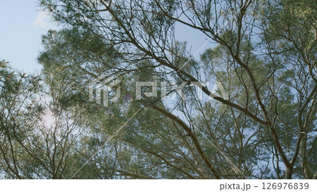 A Serene Canopy View through Lush Green Leaves, creating a picturesque and tranquil environment A Serene Canopy View through Lush Green Leaves, creating a picturesque and tranquil environment 126976839
