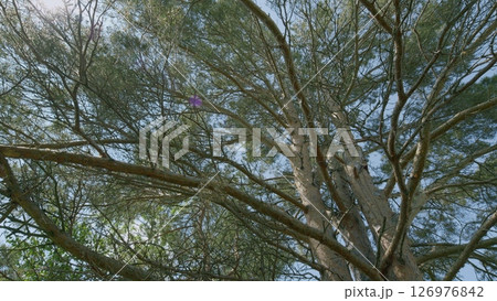 A Majestic Tree Canopy Spreads Beautifully Beneath a Bright and Clear Blue Sky Above A Majestic Tree Canopy Spreads Beautifully Beneath a Bright and Clear Blue Sky Above 126976842