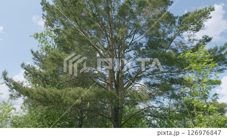 The Majestic Tree Stands Proudly Under the Bright Blue Open Skies That Are Above It 126976847