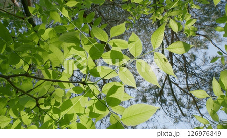 The Beautiful and Vibrant Green Leaves Surrounded by Warm Sunlight in the Forest 126976849