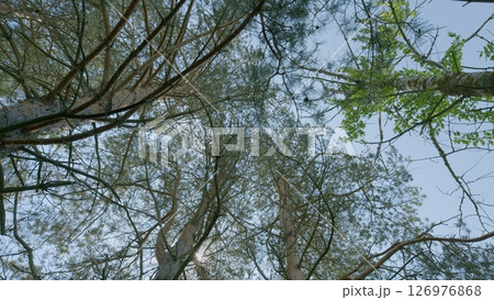 A beautiful lush tree canopy expands under a clear blue sky, providing a serene escape into nature 126976868