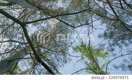 Majestic and towering trees stretch beautifully under a clear and vibrant blue sky above 126976871