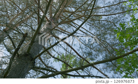The Majestic Tree Canopy Viewed from Below Against a Beautiful and Clear Blue Sky 126976873