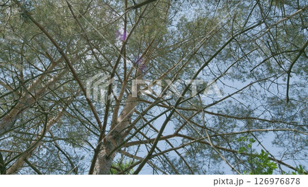 Serene and Beautiful Tree Canopy Surrounded by a Clear Blue Sky above in the Outdoors 126976878