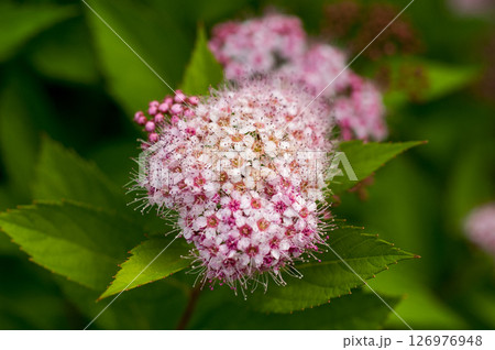 信濃川・やすらぎ堤の下野の花 126976948