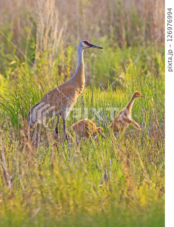 Sandhill Crane mother and babies in the swamp, Canada 126976994