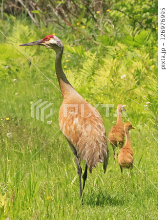 Sandhill Crane mother and babies in the swamp, Canada 126976995