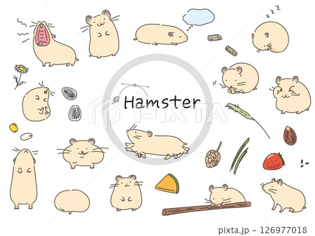 ゴールデンハムスターのイラストセットベクター線イラスト 126977018