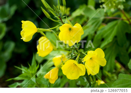 待宵草 待宵草 126977055