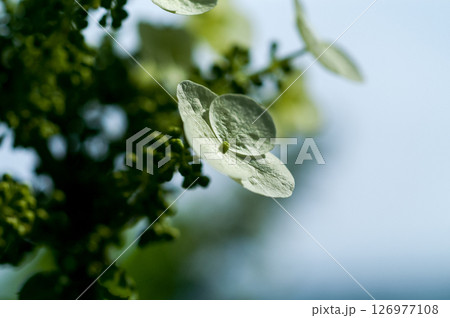 柏葉紫陽花 126977108