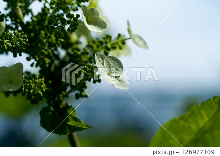 柏葉紫陽花 126977109