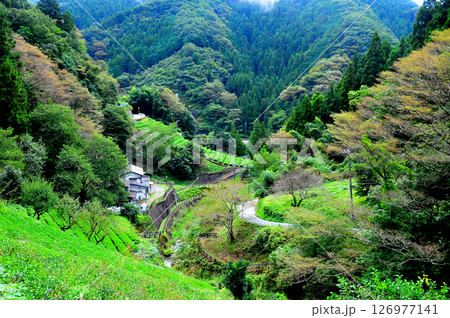 陣馬山麓の恵まれた自然の中で育てられる佐野川茶 126977141