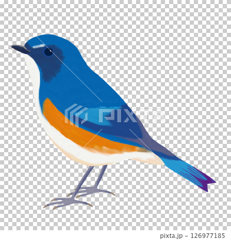油彩ブラシで描いた雄のルリビタキのイラスト 幸せの青い鳥 クリップアート 挿絵 png 背景透過 油彩ブラシで描いた雄のルリビタキのイラスト 幸せの青い鳥 クリップアート 挿絵 png 背景透過 126977185