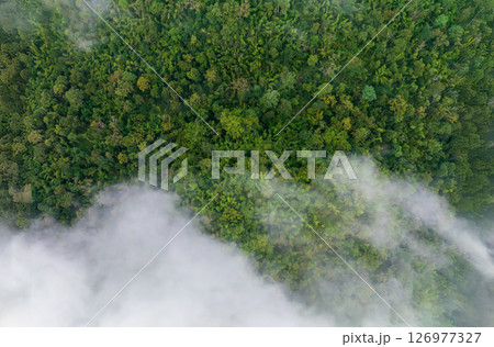 Tropical forests can absorb large amounts of carbon dioxide from the atmosphere. Tropical forests can absorb large amounts of carbon dioxide from the atmosphere. 126977327