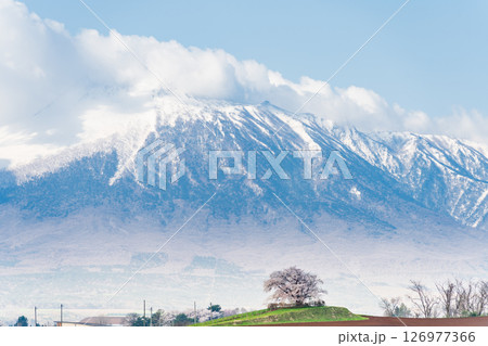 [岩手県]岩手山と為内の一本桜の風景　八幡平市 126977366