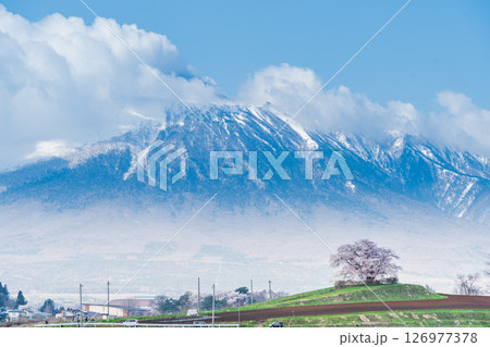 [岩手県]岩手山と為内の一本桜の風景　八幡平市 126977378