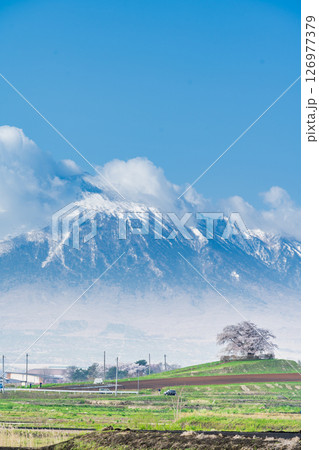 [岩手県]岩手山と為内の一本桜の風景　八幡平市 126977379