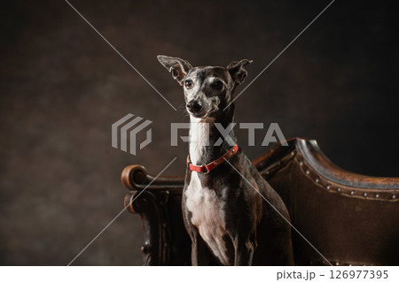 イタリアングレーハウンドのシンプルなスタジオポートレート 126977395