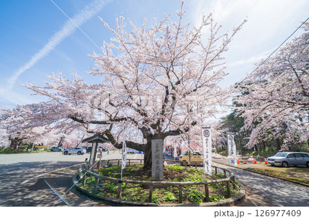 「青森県」桜の標本木・国史跡三戸城跡城山公園 三戸町 「青森県」桜の標本木・国史跡三戸城跡城山公園 三戸町 126977409