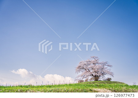 「岩手県」満開の為内の一本桜 八幡平市 「岩手県」満開の為内の一本桜 八幡平市 126977473