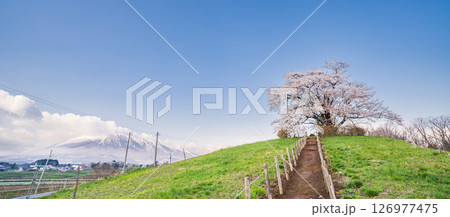 「岩手県」満開の為内の一本桜　八幡平市 126977475