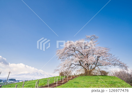 「岩手県」満開の為内の一本桜　八幡平市 126977476