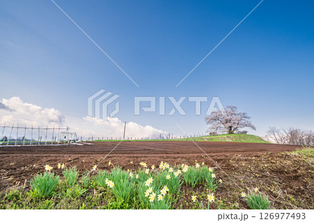 「岩手県」満開の為内の一本桜　八幡平市 126977493