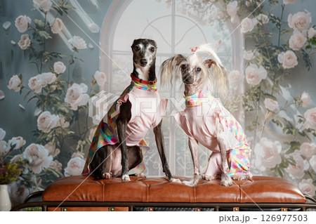イタリアングレーハウンドとチャイニーズクレステッドドッグのポートレート イタリアングレーハウンドとチャイニーズクレステッドドッグのポートレート 126977503