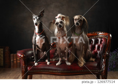 イタリアングレーハウンドとチャイニーズクレステッドドッグのポートレート 126977514