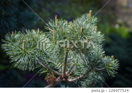 Close-up of Pinus parviflora Negishi branch with dense bluish needles. Elegant dwarf pine ideal for garden design, bonsai, or natural texture background. 126977524