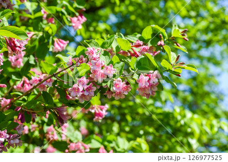 Close view of pink Weigela florida branch full of blossoms, captured in natural light without sky, showing floral texture and seasonal garden beauty. 126977525