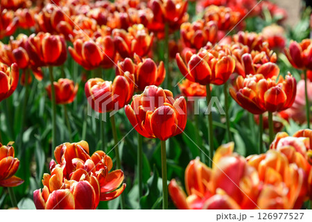 Top view of red orange double late tulip Allegretto bed, forming a vibrant floral carpet, ideal as postcard background or spring theme. Top view of red orange double late tulip Allegretto bed, forming a vibrant floral carpet, ideal as postcard background or spring theme. 126977527