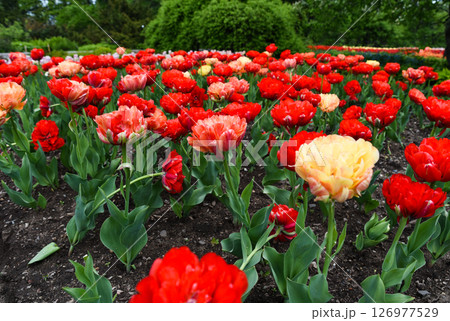 Gudoshnik Double tulips blooming in red and orange tones with green horizon in the background on a sunny spring day. 126977529