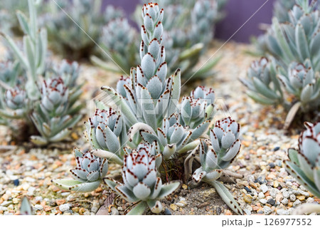 Closeup of Kalanchoe tomentosa succulent, also known as panda plant, growing in sandy soil. Soft fuzzy leaves with brown edges. Closeup of Kalanchoe tomentosa succulent, also known as panda plant, growing in sandy soil. Soft fuzzy leaves with brown edges. 126977552