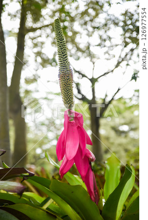 Bright pink bracts and tall inflorescence of Vriesea imperialis (imperial bromeliad) rising from green rosette leaves in a tropical garden Bright pink bracts and tall inflorescence of Vriesea imperialis (imperial bromeliad) rising from green rosette leaves in a tropical garden 126977554