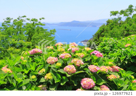 あじさい園と太平洋(桃源郷岬・宮崎県門川町) あじさい園と太平洋(桃源郷岬・宮崎県門川町) 126977621