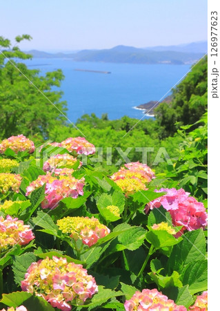 あじさい園と太平洋(桃源郷岬・宮崎県門川町・縦構図) あじさい園と太平洋(桃源郷岬・宮崎県門川町・縦構図) 126977623