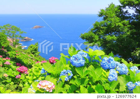 あじさい園と太平洋(桃源郷岬・宮崎県門川町) あじさい園と太平洋(桃源郷岬・宮崎県門川町) 126977624