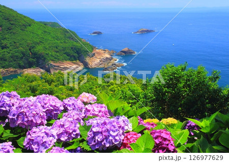 あじさい園と太平洋(桃源郷岬・宮崎県門川町) あじさい園と太平洋(桃源郷岬・宮崎県門川町) 126977629