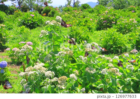 アサギマダラ舞う(桃源郷岬・宮崎県門川町) アサギマダラ舞う(桃源郷岬・宮崎県門川町) 126977633